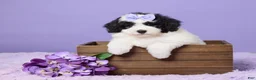 Mini Sheepadoodle dogs for sale: Stella - Ad 1