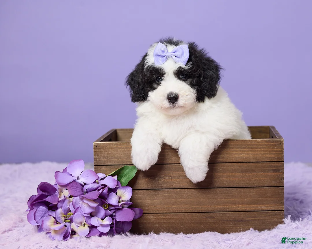 Mini Sheepadoodle dogs for sale: Stella - Ad 1