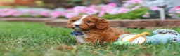 Cavapoo dogs for sale: Ace - Ad 7