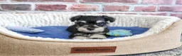 Miniature Schnauzer dogs for sale: Jacob - Ad 5