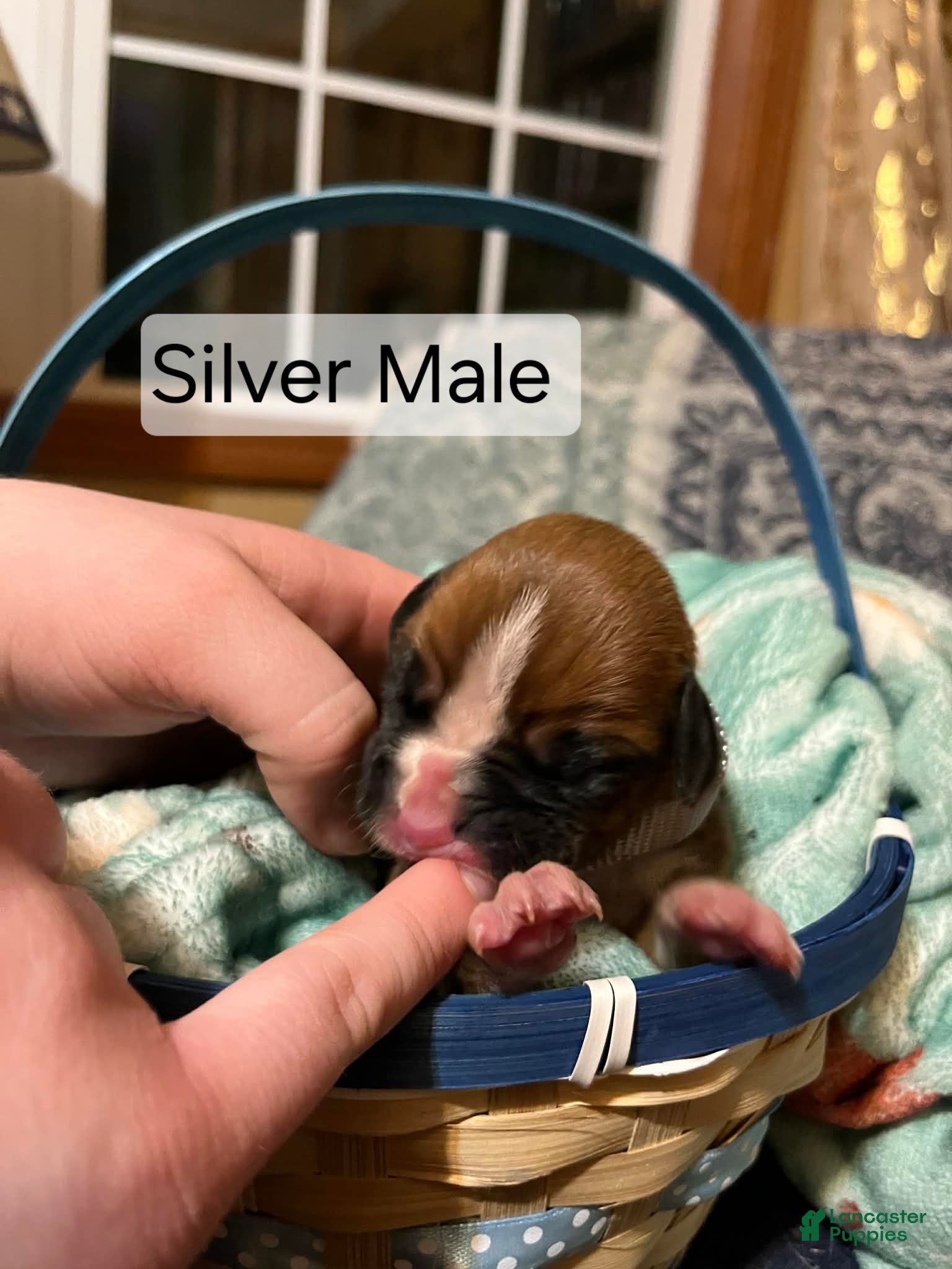 Boxer dogs Silver Male  - Ad 4