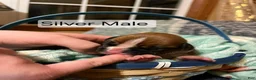 Boxer dogs for sale: Silver Male  - Ad 1