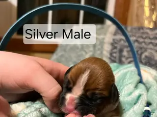 Boxer dogs Silver Male - Ad 4