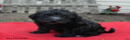 Schnoodle dogs for sale: Bonnie - Ad 3