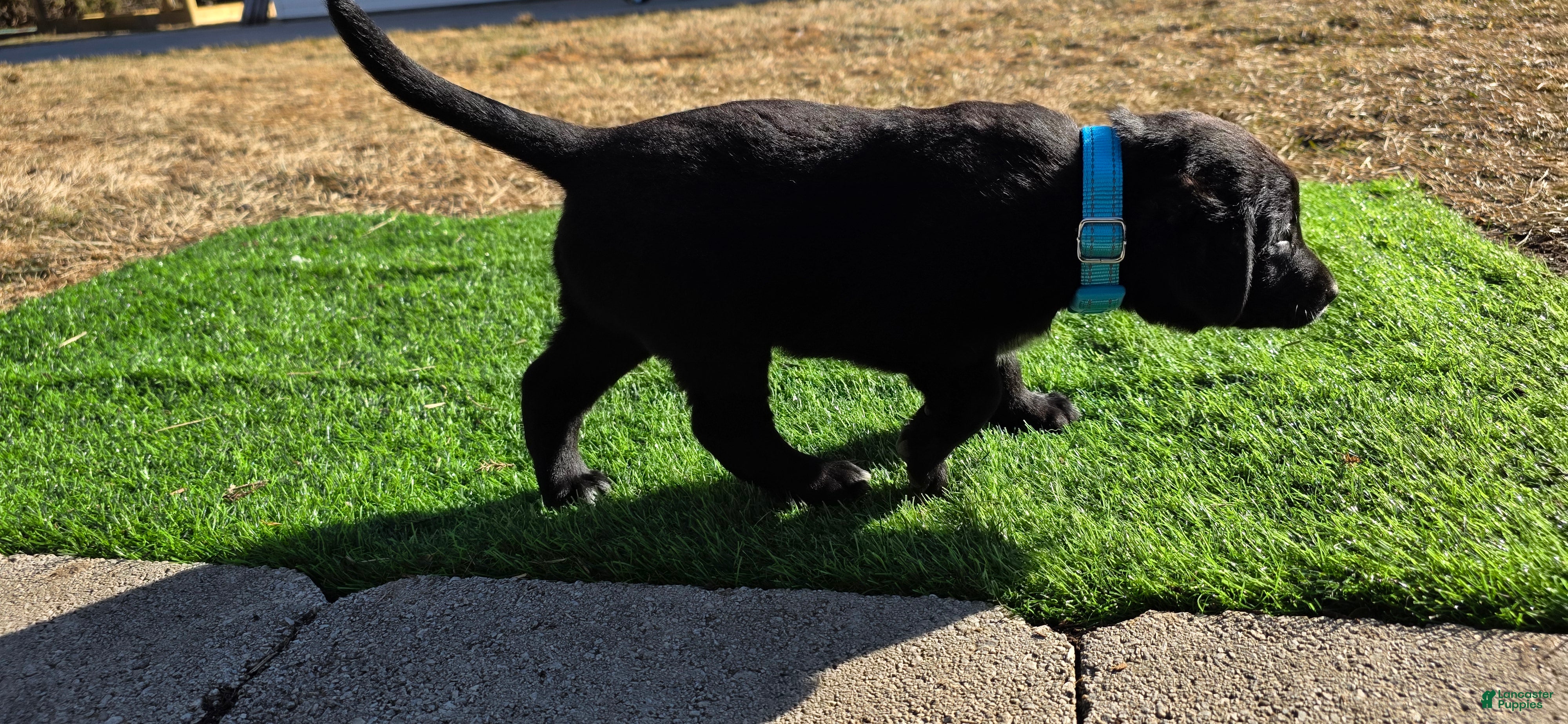 Mixed Breed dogs Toby - Ad 1