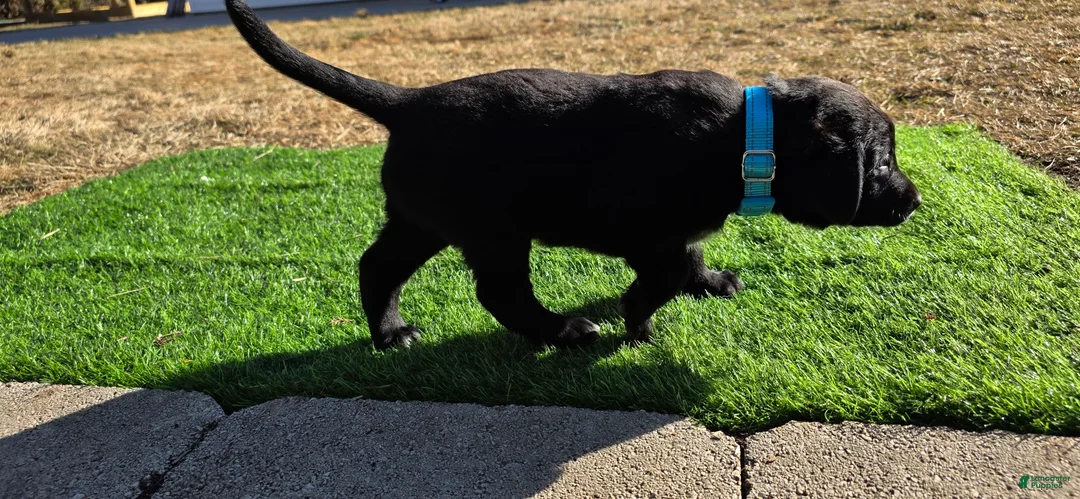 Mixed Breed dogs for sale: Toby - Ad 1