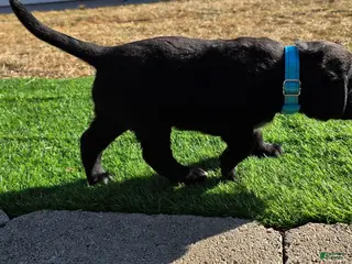 Mixed Breed dogs for sale: Toby - Ad 4