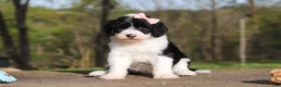 Sheepadoodle dogs for sale: Lila - Ad 4