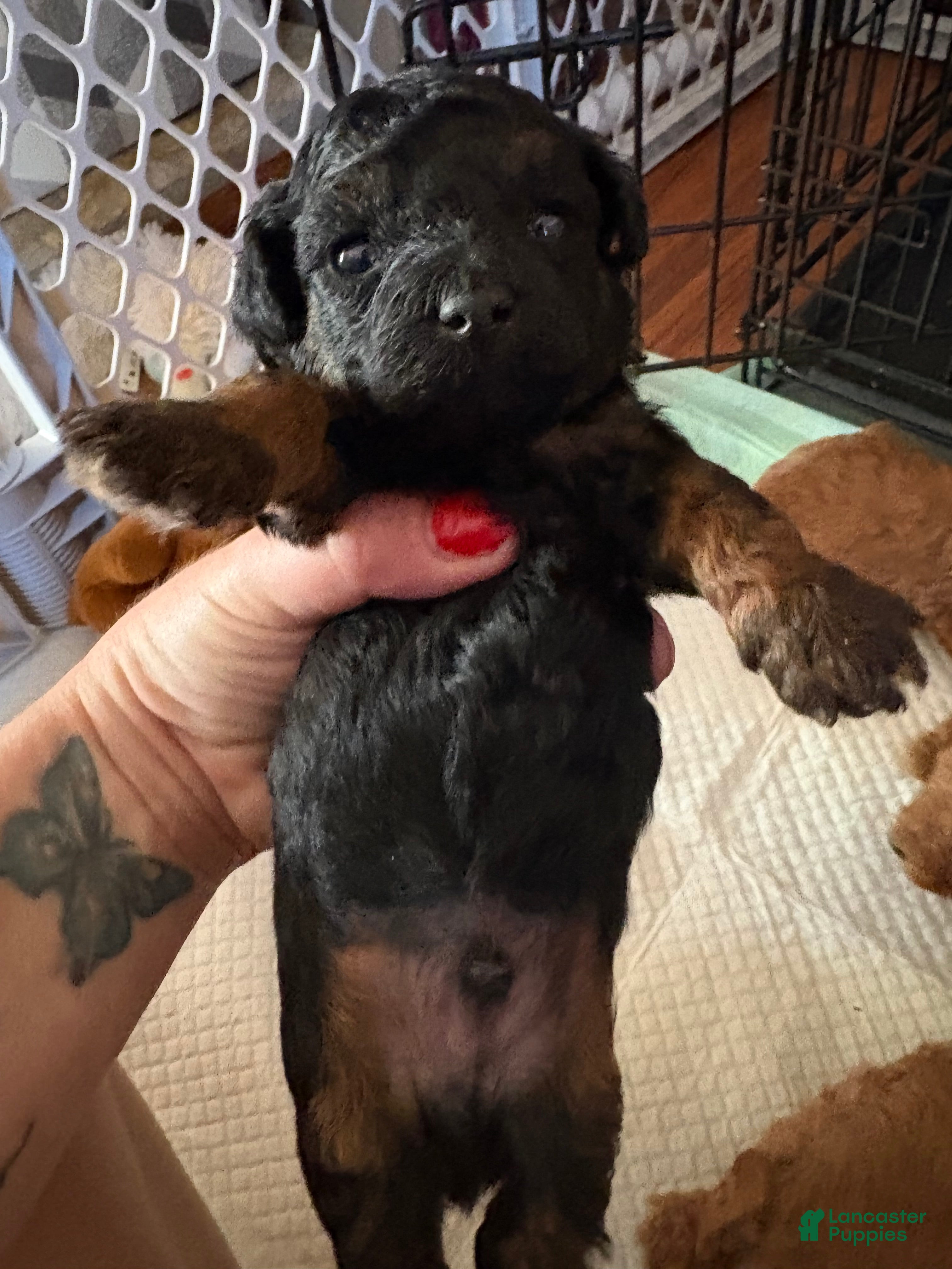 Toy Poodle dogs Toy Poodle Puppy 2 - Ad 13