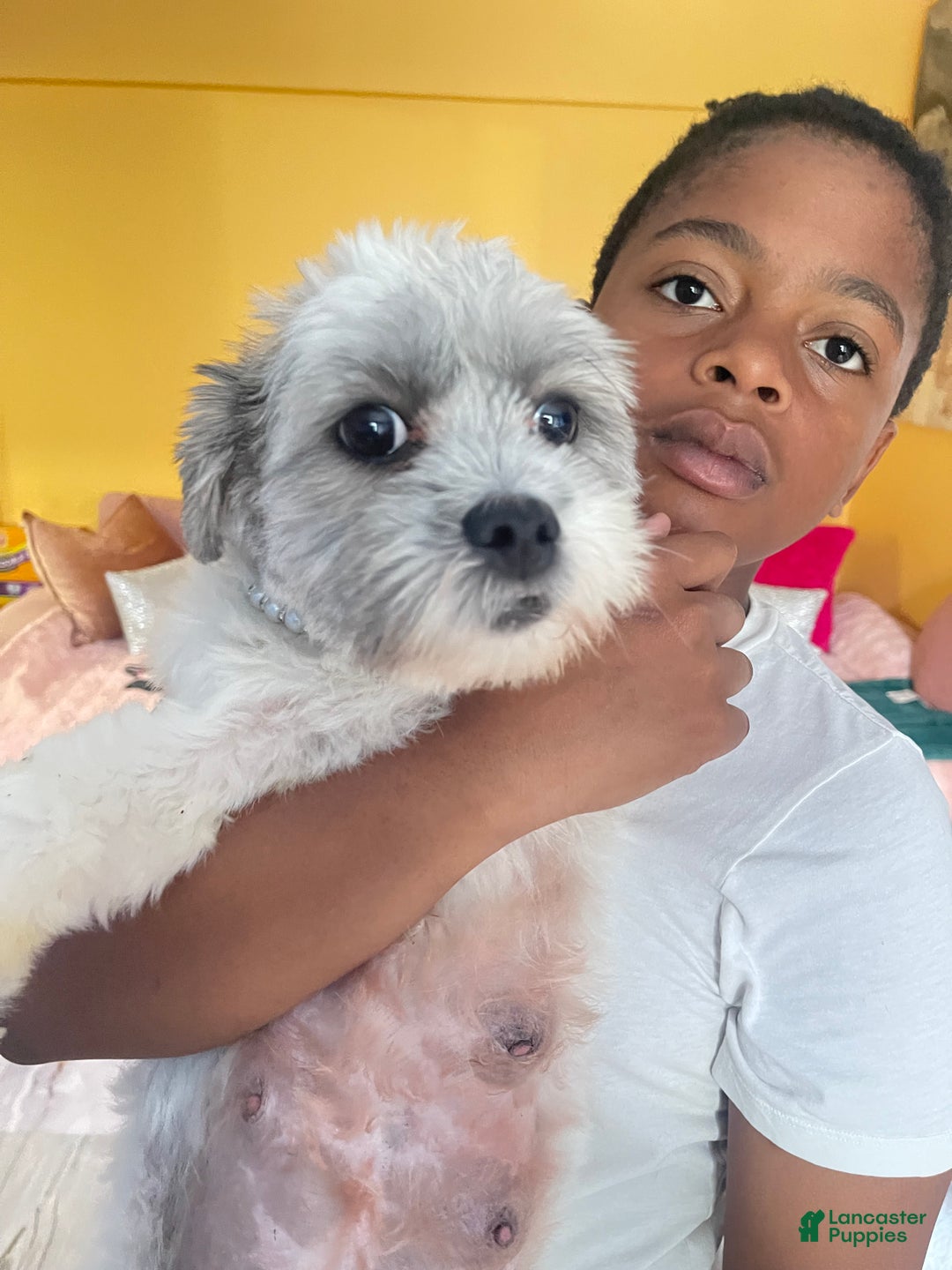 Mixed Breed dogs for sale: Mixed Breed Puppy 2 - Image 5