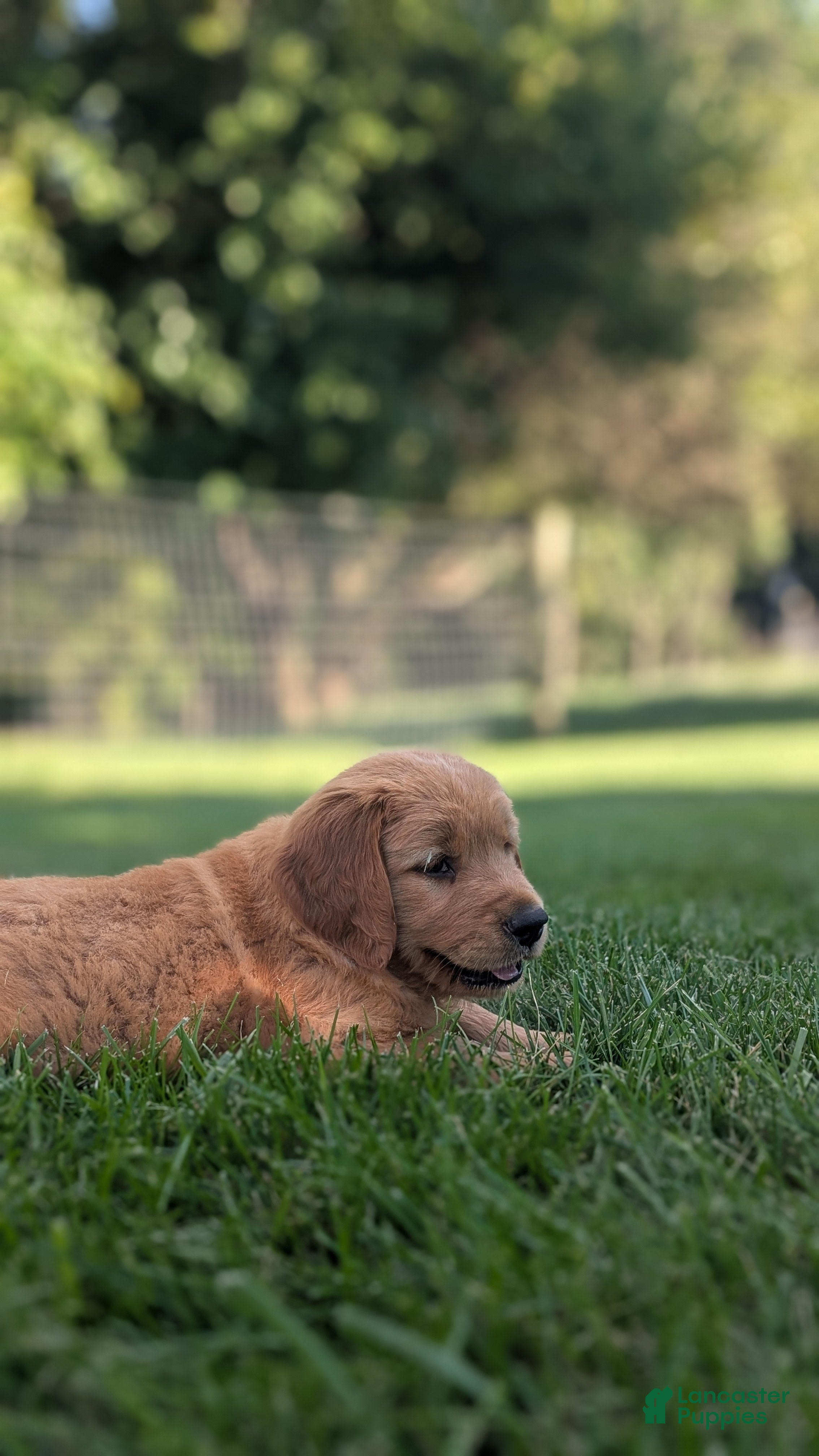 Golden Retriever dogs Hank - Ad 2