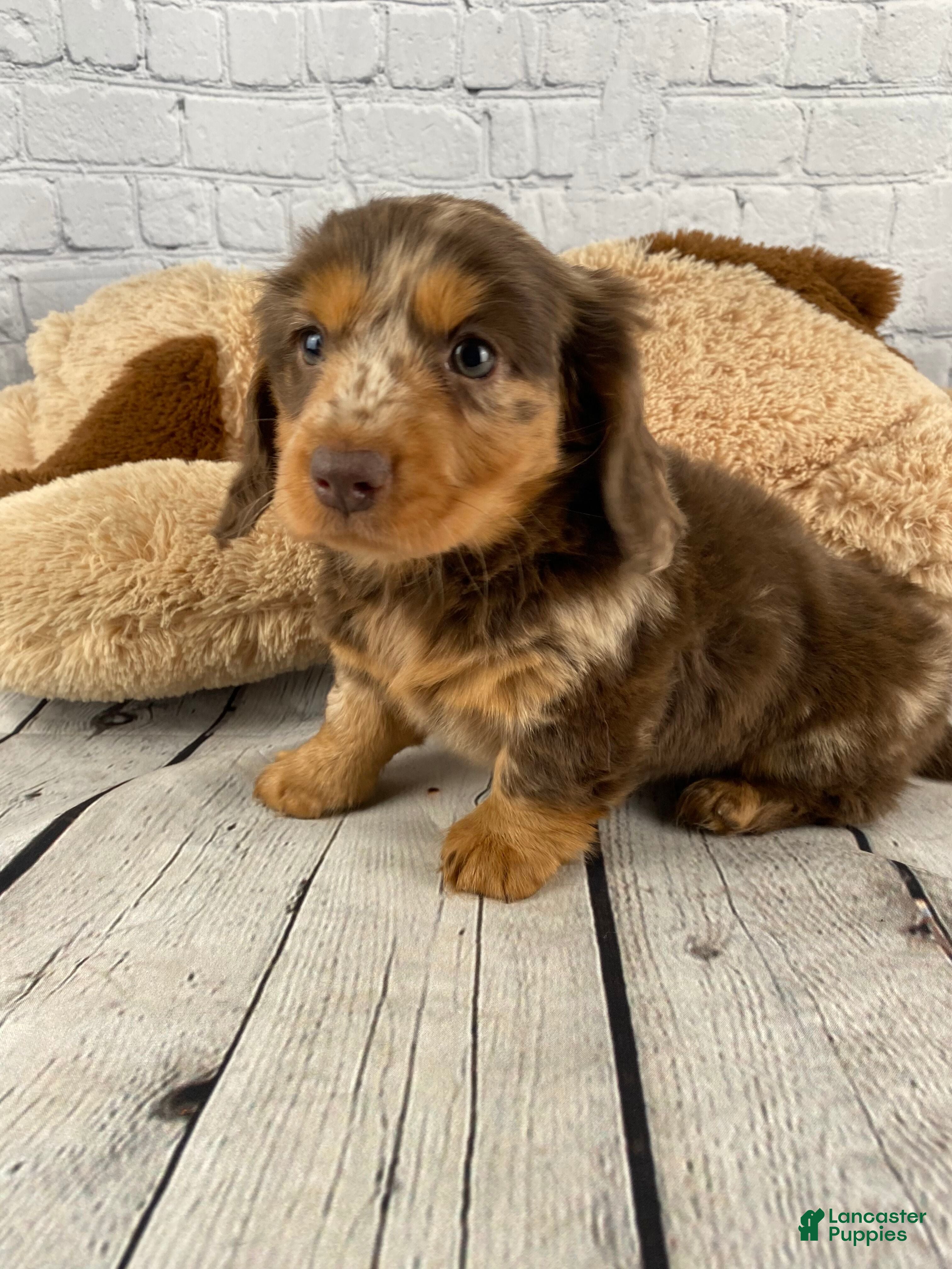 Miniature Dachshund dogs Crissy - Ad 2