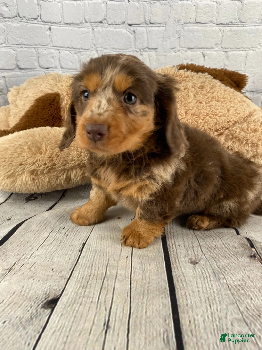 Miniature Dachshund dogs for sale: Crissy - Ad 2