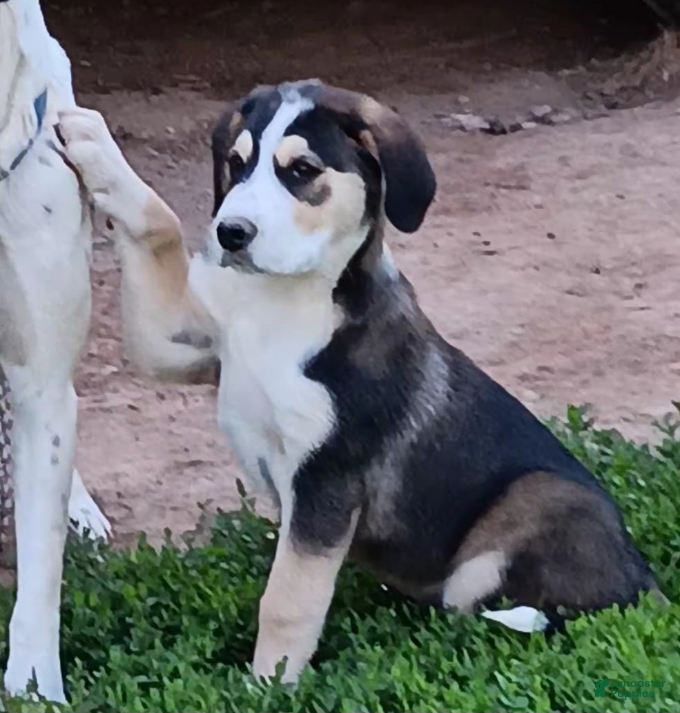 Mixed Breed dogs Junior - Ad 1