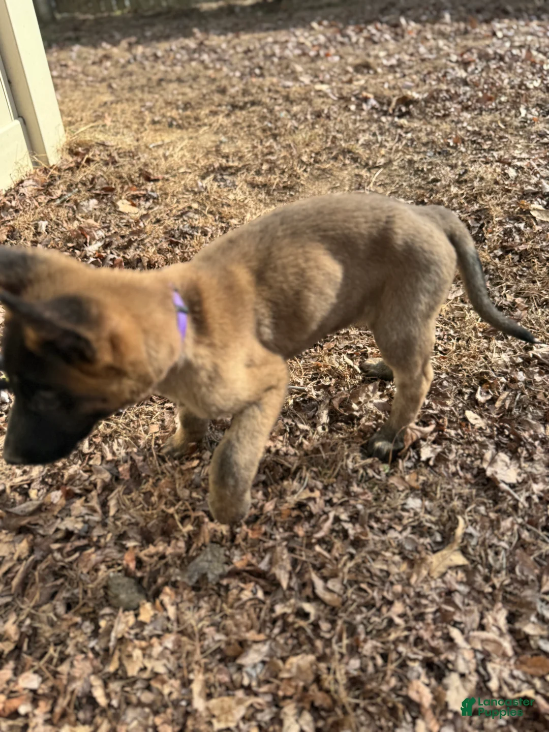 Mixed Breed dogs for sale: Purple - Ad 3
