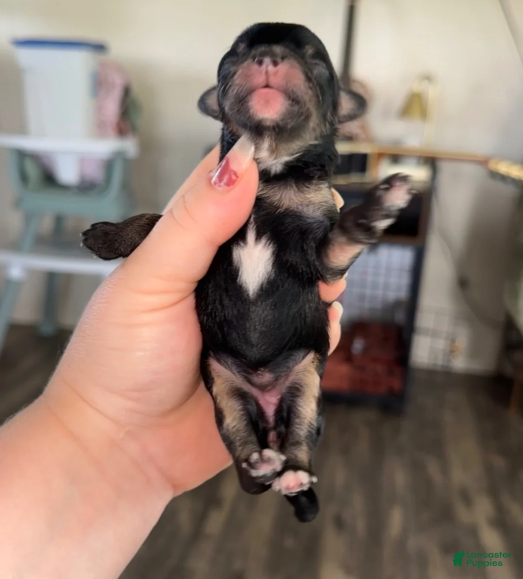 Pomapoo dogs for sale: Pomapoo 3 - Ad 2