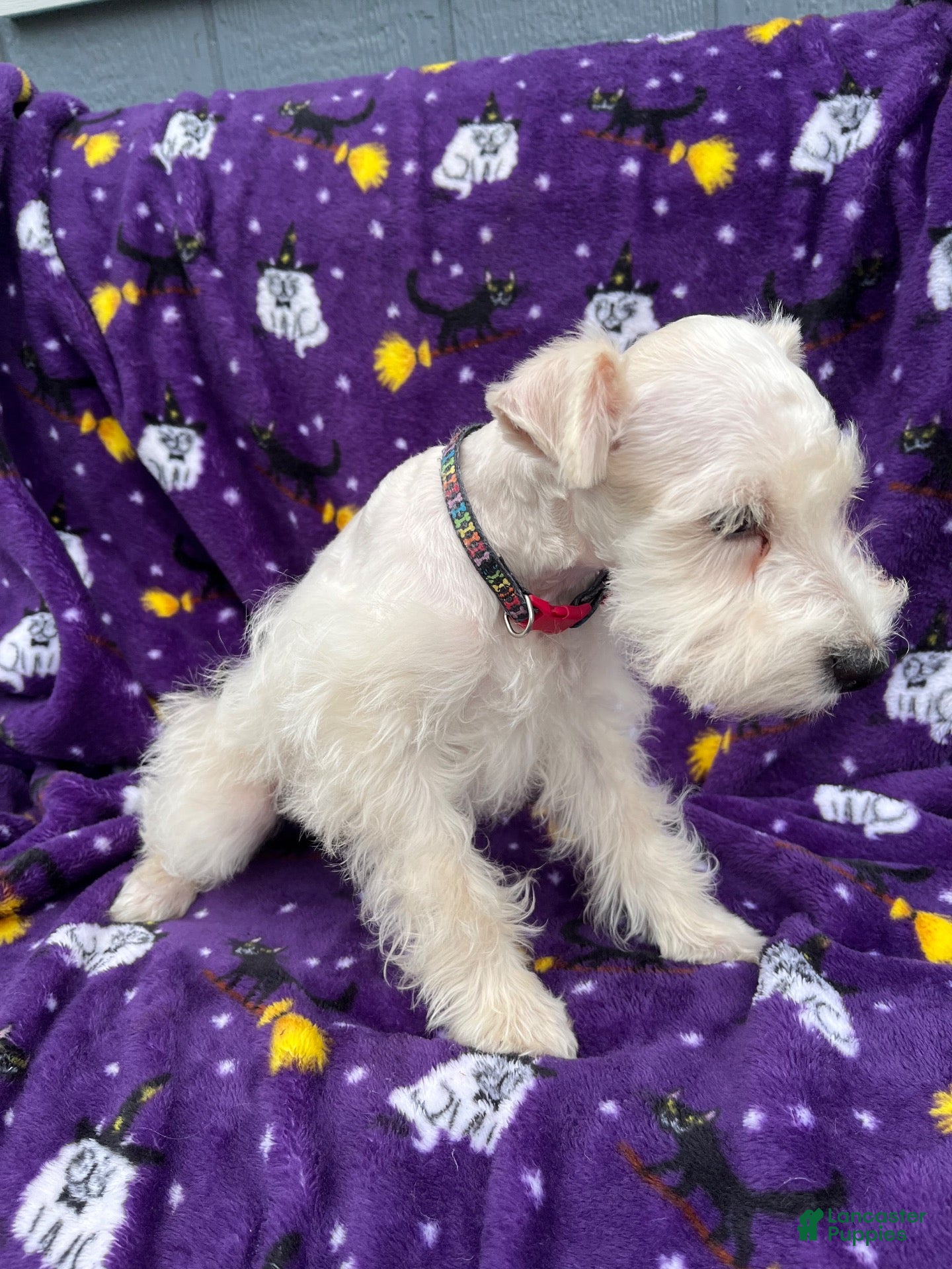 Miniature Schnauzer dogs AKC Chewie - Ad 2