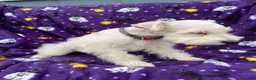 Miniature Schnauzer dogs for sale: AKC Chewie - Ad 6