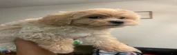 Mixed Breed dogs for sale: Thing 1 - Ad 3