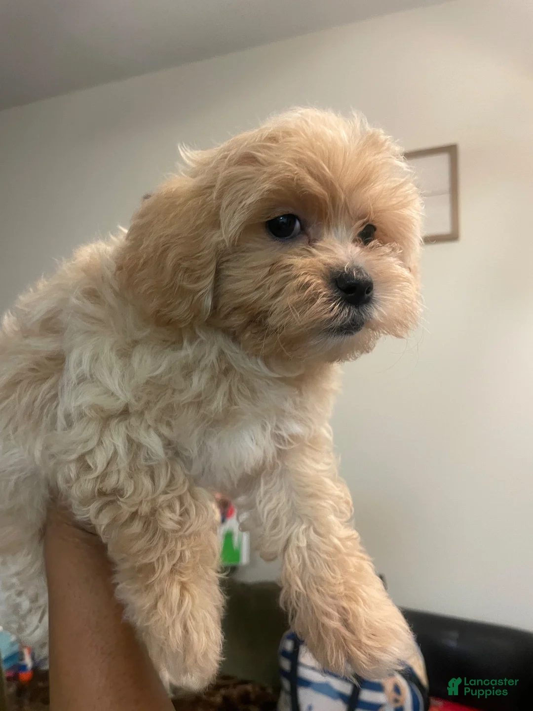 Mixed Breed dogs for sale: Thing 1 - Ad 3