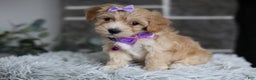 Maltipoo dogs for sale: Evie - Ad 2