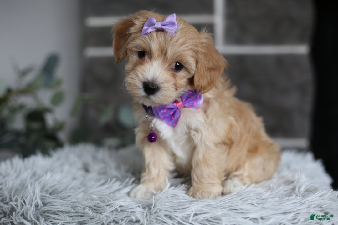 Maltipoo dogs for sale: Evie - Ad 2