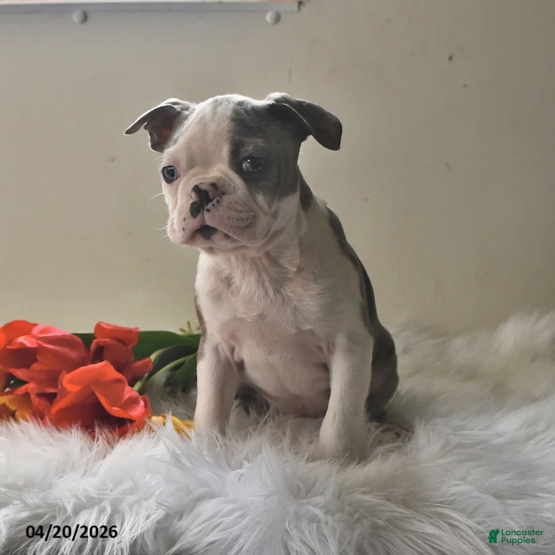 Boston Terrier dogs for sale: Denver - Ad 2