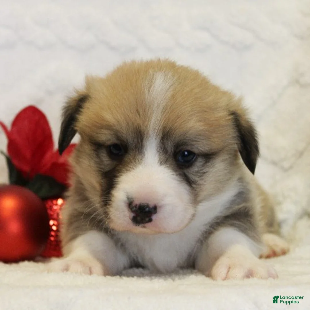 Welsh Corgi Pembroke dogs for sale: Elsa Genetically CLEAR - Ad 24