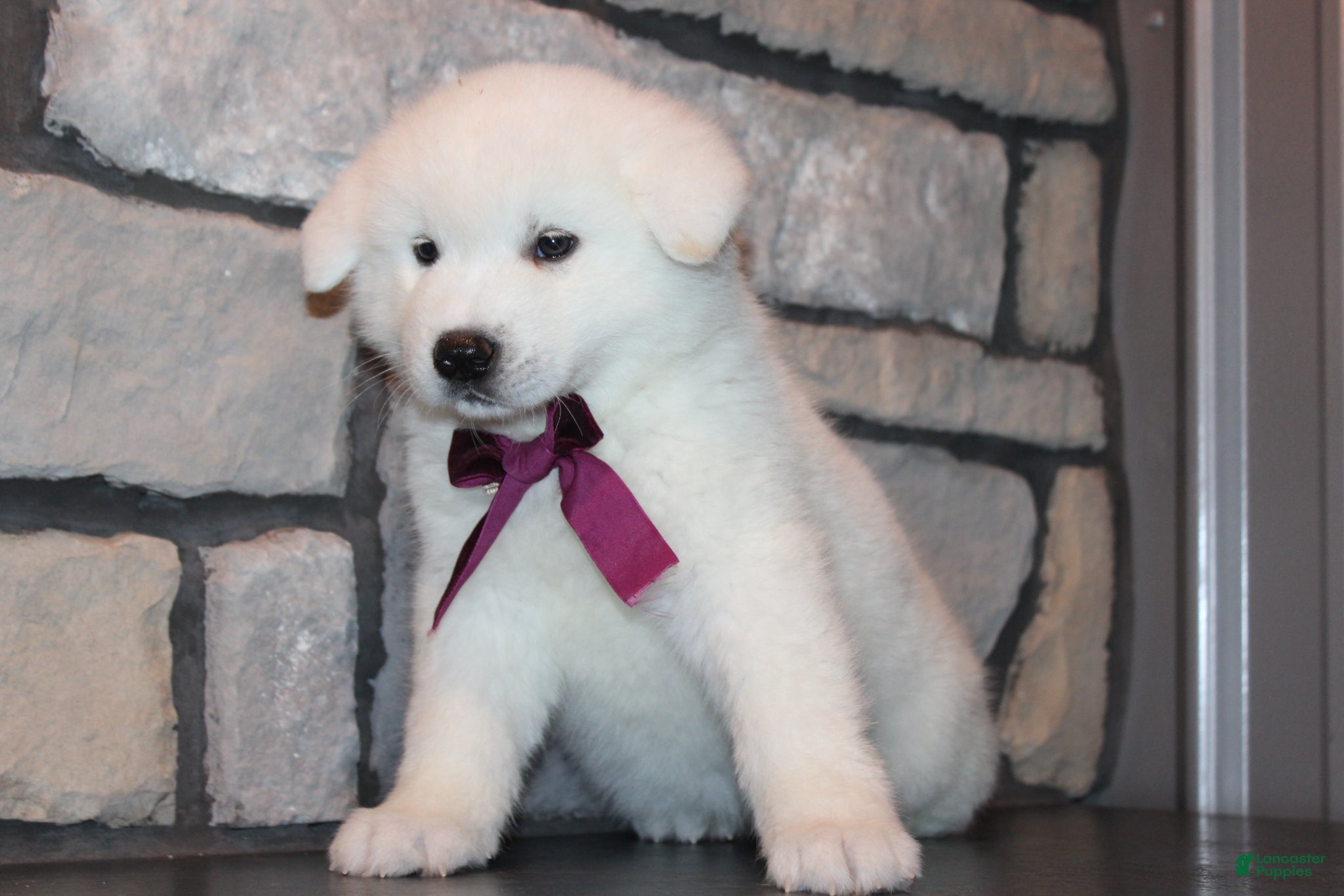 Akita dogs AKC Sadie - Ad 2