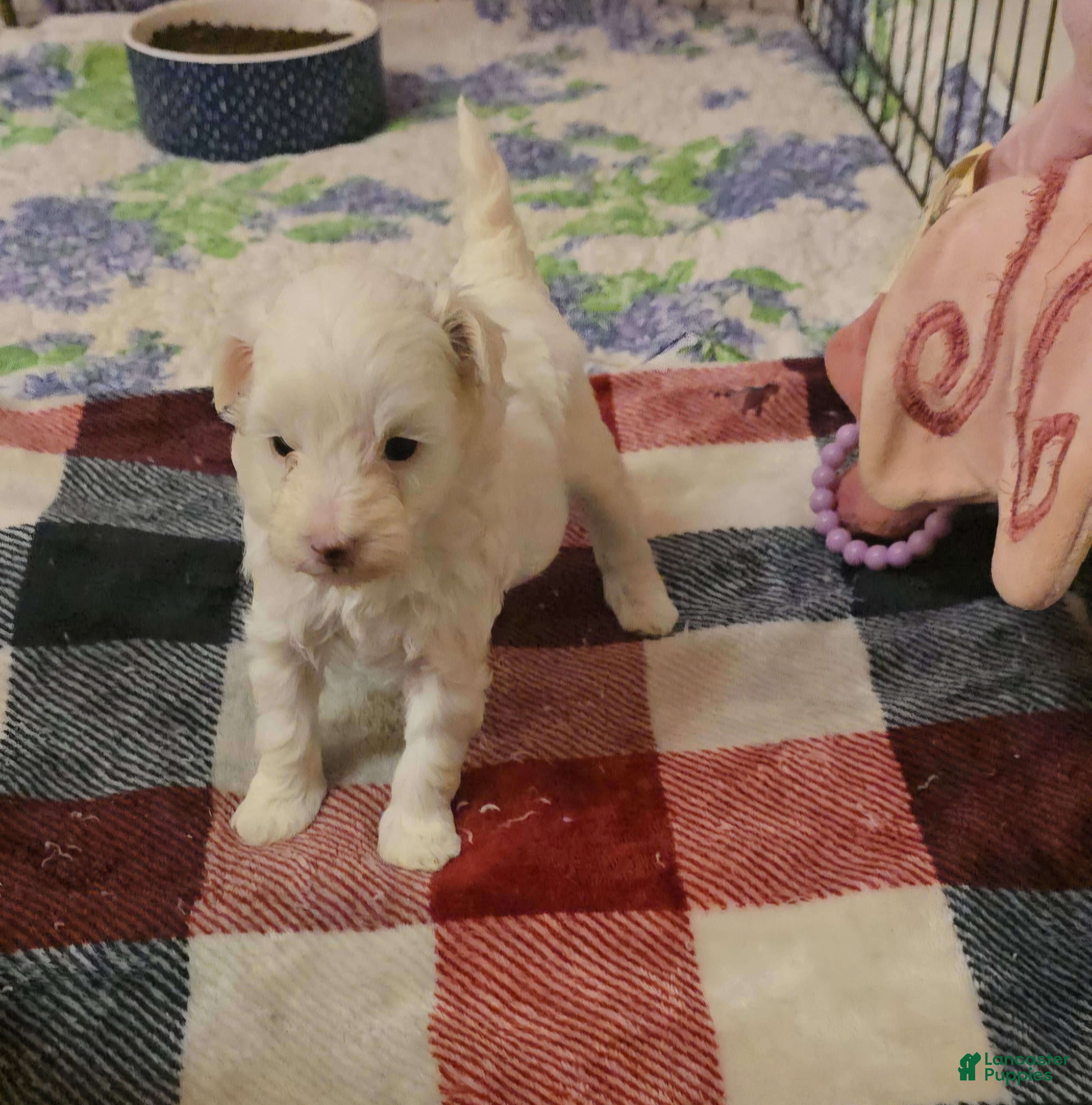 Maltipoo dogs Lynx  - Ad 27