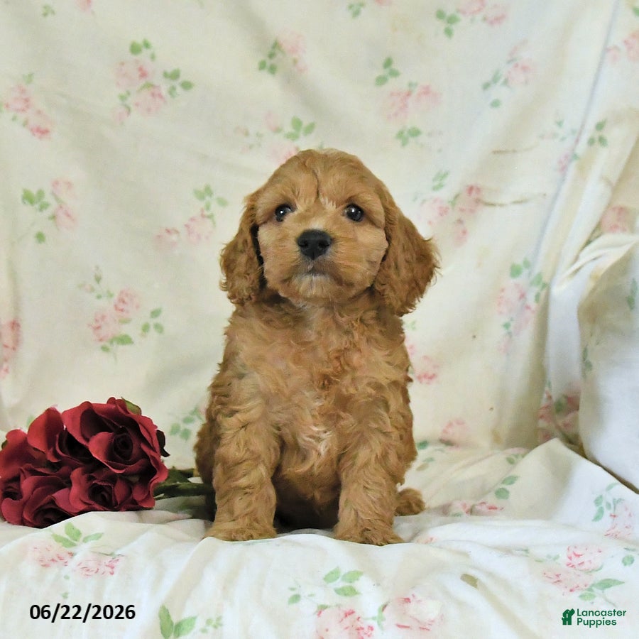 Cockapoo dogs Caleb - Ad 2