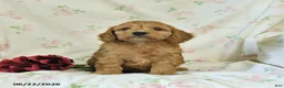Cockapoo dogs for sale: Caleb - Ad 2