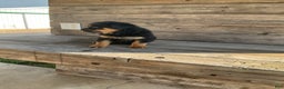 Rottweiler dogs for sale: Dasher - Ad 9