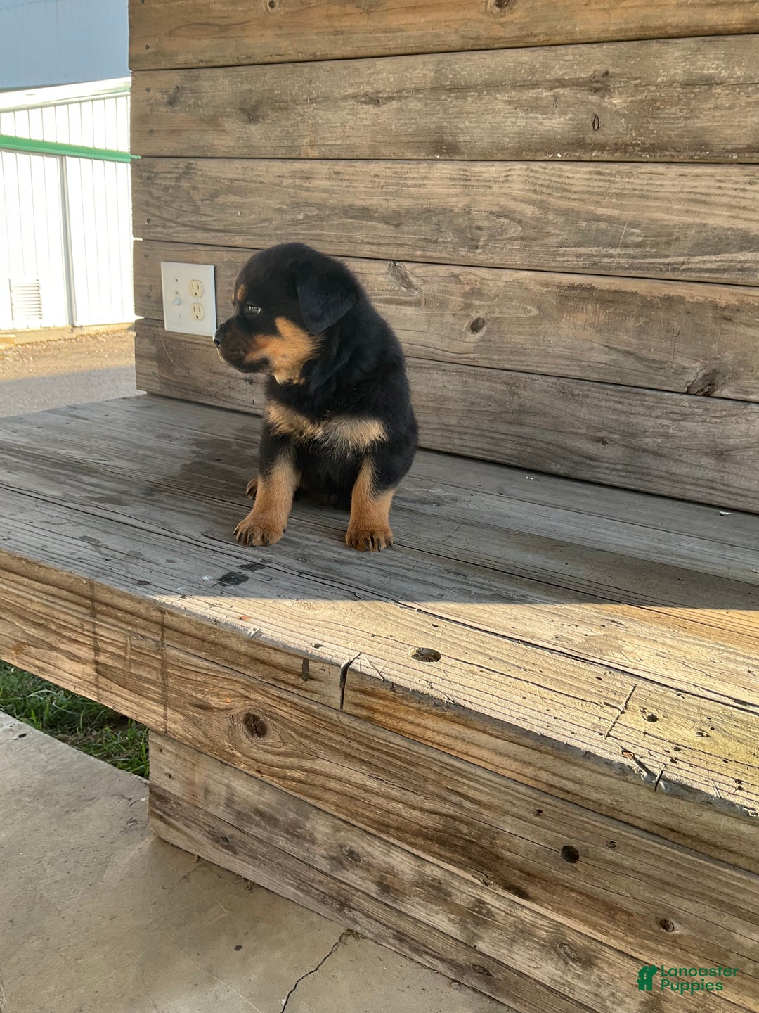 Rottweiler dogs for sale: Dasher - Ad 9