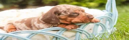 Miniature Dachshund dogs for sale: Cassidy Miniature Dachshund  - Ad 3