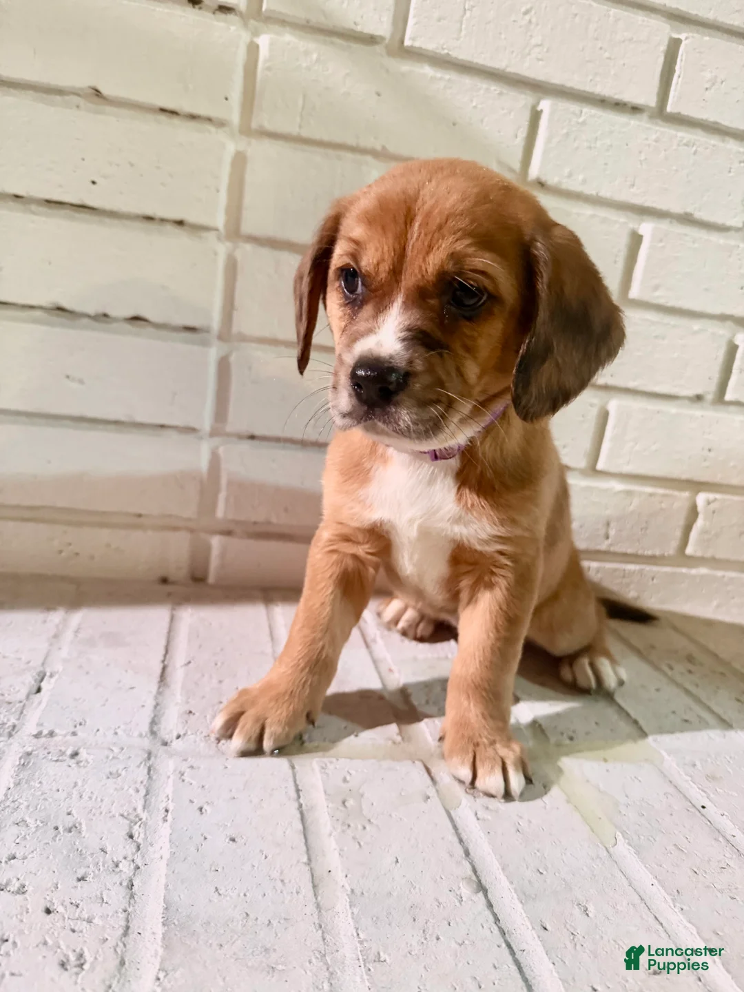 English Springer Spaniel dogs for sale: English Springer Spaniel Puppy 1 - Ad 3