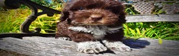Havapoo dogs for sale: Jackson-LABOR DAY SALE-TAKE $100 OFF!!! - Ad 6