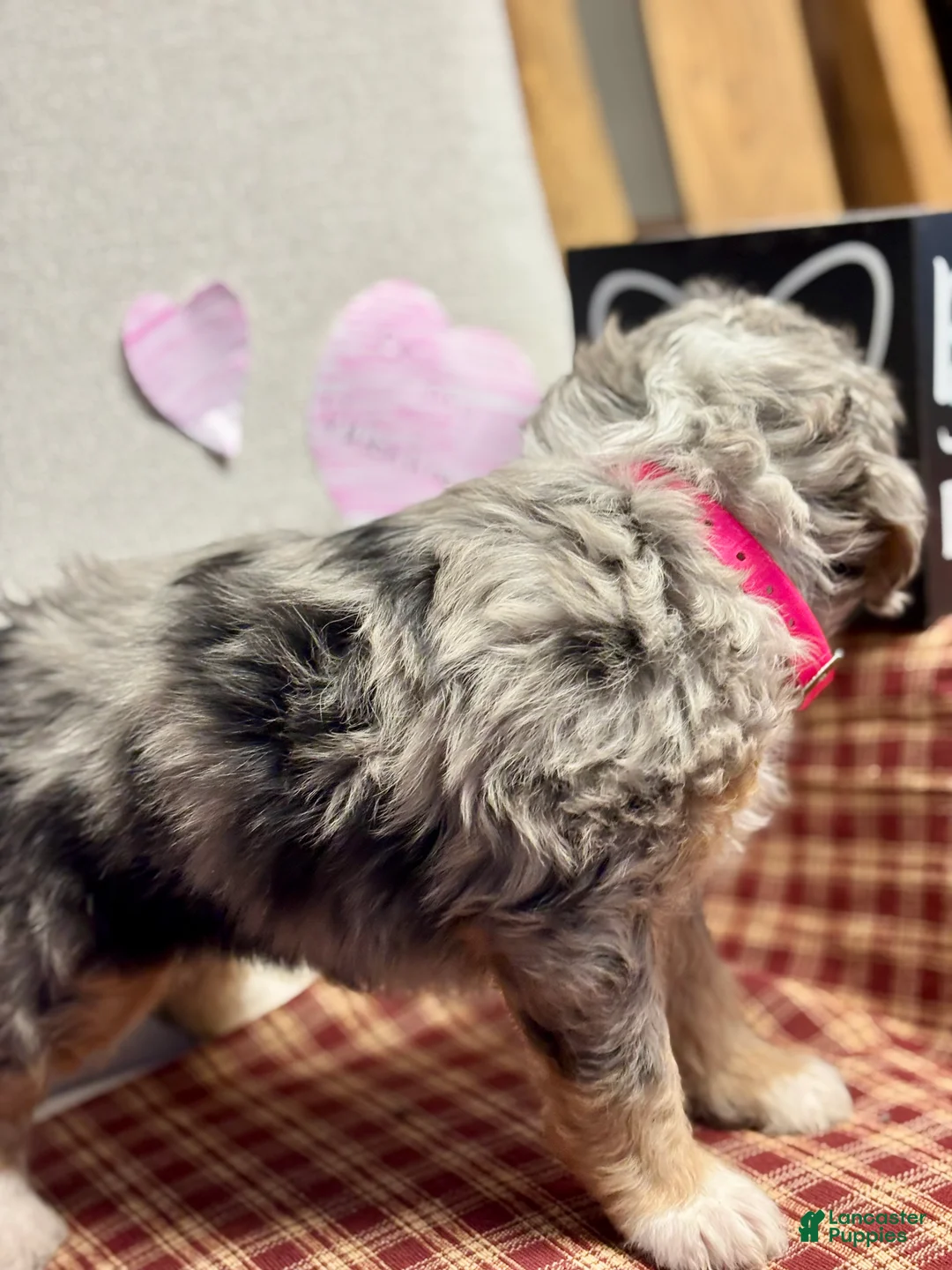 Mini Bernedoodle dogs for sale: Chloe Mini Bernedoodle Puppy 2 - Ad 12