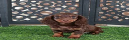 Miniature Dachshund dogs for sale: Dusty Irresistible LH Chocolate Dachshund Puppy - Ad 3