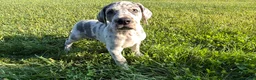 Great Dane dogs for sale: Lynnette  - Ad 4