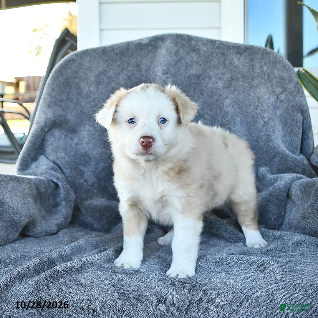 Miniature Australian Shepherd dogs for sale: Crystal - Ad 1