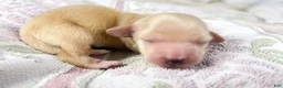 Miniature Dachshund dogs for sale: Wafer - Ad 5