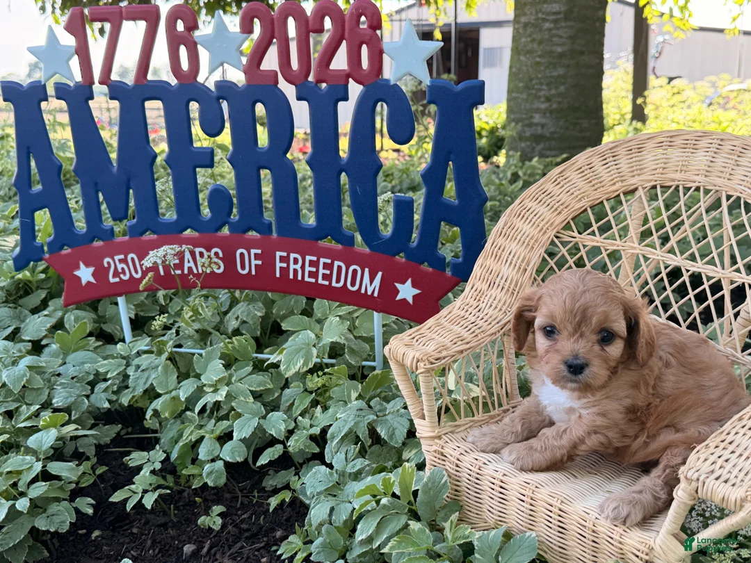 Cockapoo dogs for sale: Sunshine  - Ad 5
