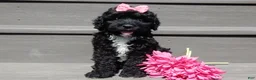 Sheepadoodle dogs for sale: Addi-MEDIUM - Ad 1