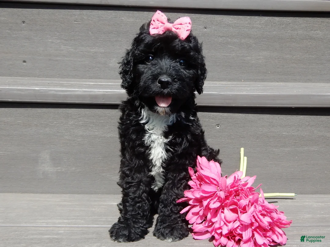 Sheepadoodle dogs for sale: Addi-MEDIUM - Ad 1