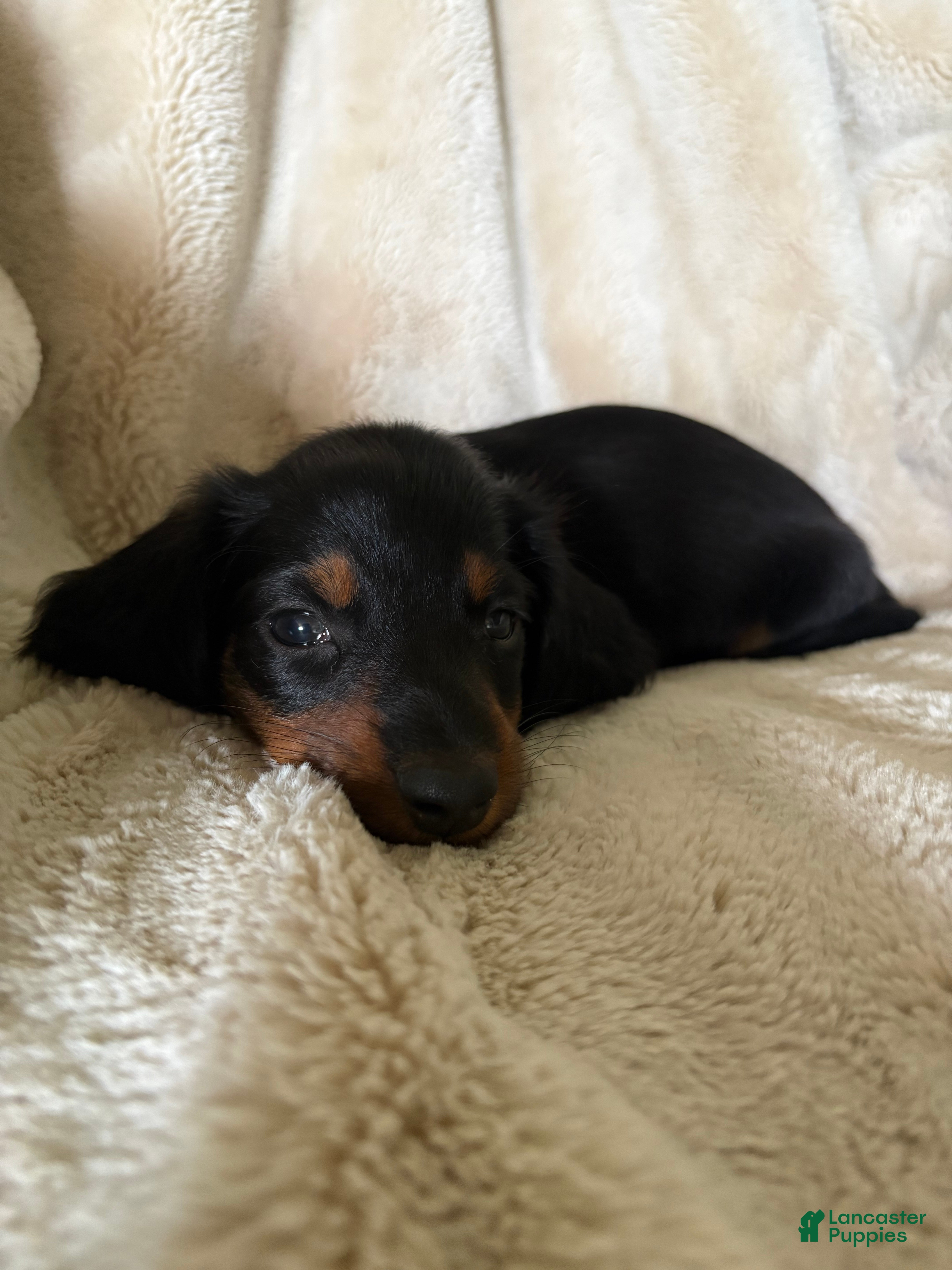Miniature Dachshund dogs Sawyer - Ad 1