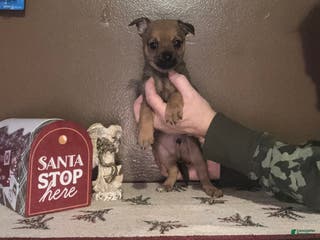 Chihuahua dogs Chihuahua Puppy 2 - Ad 41