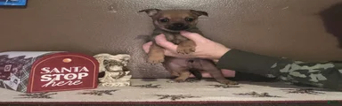 Chihuahua Puppy 2
