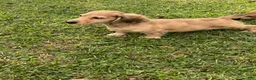 Miniature Dachshund dogs for sale: Cash - Ad 5