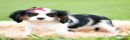 Cavalier King Charles Spaniel dogs for sale: Missy - Ad 3